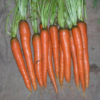 Imperator 58 Carrot - St. Clare Heirloom Seeds