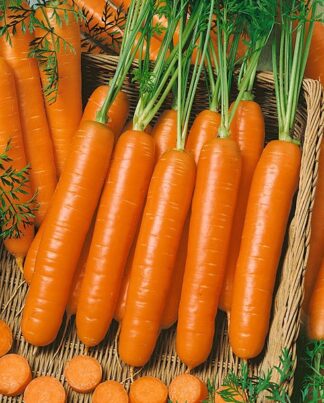 Little Fingers Carrot Seeds - St. Clare Heirloom Seeds