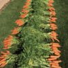 Scarlet Nantes Carrot - St. Clare Heirloom Seeds