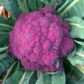 Cauliflower - Violetta Italia