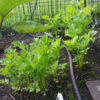 Golden Self Blanche Celery - St. Clare Heirloom Seeds - Photo Credit RobynAnne