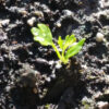 Golden Self Blanche Celery - St. Clare Heirloom Seeds - Photo Credit RobynAnne