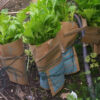 Golden Self Blanche Celery - St. Clare Heirloom Seeds - Photo Credit RobynAnne