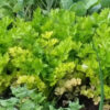 Golden Self Blanche Celery - St. Clare Heirloom Seeds - Photo Credit RobynAnne