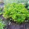 Golden Self Blanching Celery - St. Clare Heirloom Seeds - Photo Credit RobynAnne