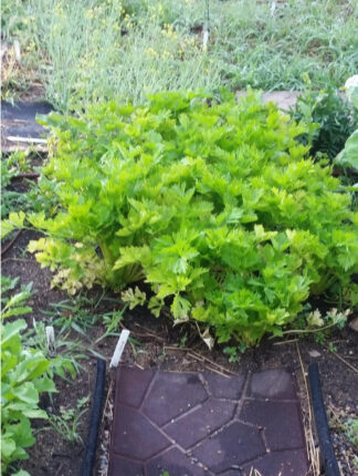 Golden Self Blanching Celery - St. Clare Heirloom Seeds - Photo Credit RobynAnne