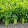 Tendercrisp Celery - St. Clare Heirloom Seeds