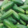Bush Pickle Cucumber - St. Clare Heirloom Seeds