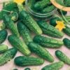 homemade pickles cucumber - St. Clare Heirloom Seeds