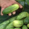 National Pickling Improved Cucumber - St. Clare Heirloom Seeds