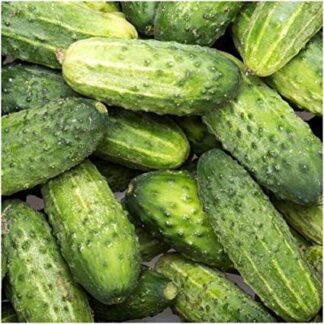 Wisconsin SMR 58 Cucumber - St. Clare Heirloom Seeds