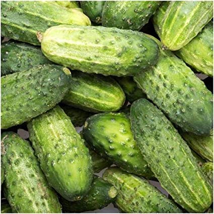 Wisconsin SMR 58 Cucumber - St. Clare Heirloom Seeds