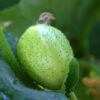 Cucumber, Slicing - Lemon Immature Fruit - St. Clare Heirloom Seeds