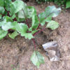 Early Wonder Tall Top beet plant growing in a mulched garden bed, displaying large green leaves with deep red stems.