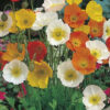 Flower - Poppy - Iceland - St. Clare Heirloom Seeds