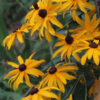 Rudbeckia - Black Eyed Susan - St. Clare Heirloom Seeds Photo Credit Elena Gaillard