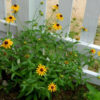 Rudbeckia - Black Eyed Susan - St. Clare Heirloom Seeds