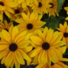 Rudbeckia - Black Eyed Susan - St. Clare Heirloom Seeds Photo Credit PJ Smith