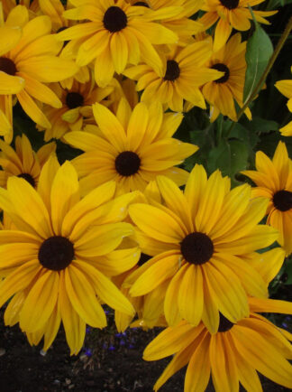 Rudbeckia - Black Eyed Susan - St. Clare Heirloom Seeds Photo Credit PJ Smith