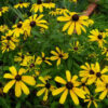 Rudbeckia - Black Eyed Susan - St. Clare Heirloom Seeds