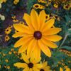 Rudbeckia - Black Eyed Susan - St. Clare Heirloom Seeds Photo Credit PJ Smith