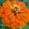 Flower - Zinnia California Giant Photo Credit P.J. Smith - St. Clare Heirloom Seeds