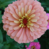 Flower - Zinnia California Giant Photo Credit P.J. Smith - St. Clare Heirloom Seeds