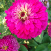 Flower - Zinnia California Giant Photo Credit P.J. Smith - St. Clare Heirloom Seeds