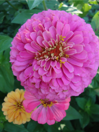 Flower - Zinnia California Giant Photo Credit P.J. Smith - St. Clare Heirloom Seeds