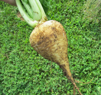 Freshly harvested Golden Ball turnip held upright, displaying its smooth, round, yellow root with soil remnants and pale green stems.
