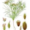 Herb, Annual - Cumin - St. Clare Heirloom Seeds
