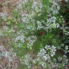 Herb, Annual - Cumin - St. Clare Heirloom Seeds