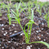 Herb, Perennial - Sweet Fennel - St. Clare Heirloom Seeds