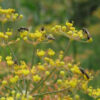 Herb, Perennial - Sweet Fennel Blossom - St. Clare Heirloom Seeds