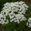 Herb, Perennial - Yarrow - St. Clare Heirloom Seeds