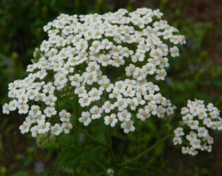 Herb, Perennial - Yarrow - St. Clare Heirloom Seeds