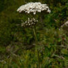 Herb, Perennial - Yarrow Bloom photo credit Walter Siegmund - St. Clare Heirloom Seeds