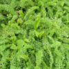 Herb - Yarrow - Image 2