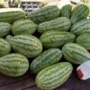 Jubilee Watermelon - St. Clare Heirloom Seeds