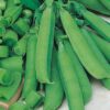 Pea, Edible Pod, Snap - Sugar Bon - St. Clare Heirloom Seeds