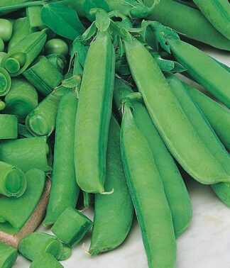 Pea, Edible Pod, Snap - Sugar Bon - St. Clare Heirloom Seeds