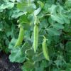 Pea, Edible Pod, Snap - Sugar Sprint - St. Clare Heirloom Seeds