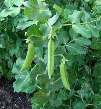 Pea, Edible Pod, Snap - Sugar Sprint - St. Clare Heirloom Seeds