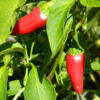 Pepper, Hot - Fresno Chili - St. Clare Heirloom Seeds