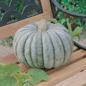 Pumpkin - Jarrahdale Blue - St. Clare Heirloom Seeds