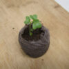 Purple Sprouting Broccoli - St. Clare Heirloom Seeds