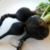 Radish - Black Spanish - St. Clare Heirloom Seeds
