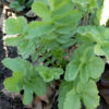 Radish - Black Spanish Green - St. Clare Heirloom Seeds