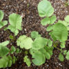 Radish - Black Spanish Young Plants - St. Clare Heirloom Seeds