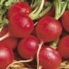 Radish - Champion Radish - St. Clare Heirloom Seeds